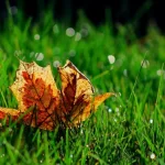 7 Facts to Know Using Electric Mower on Wet Grass? 5 7 Facts to Know Using Electric Mower on Wet Grass? 5