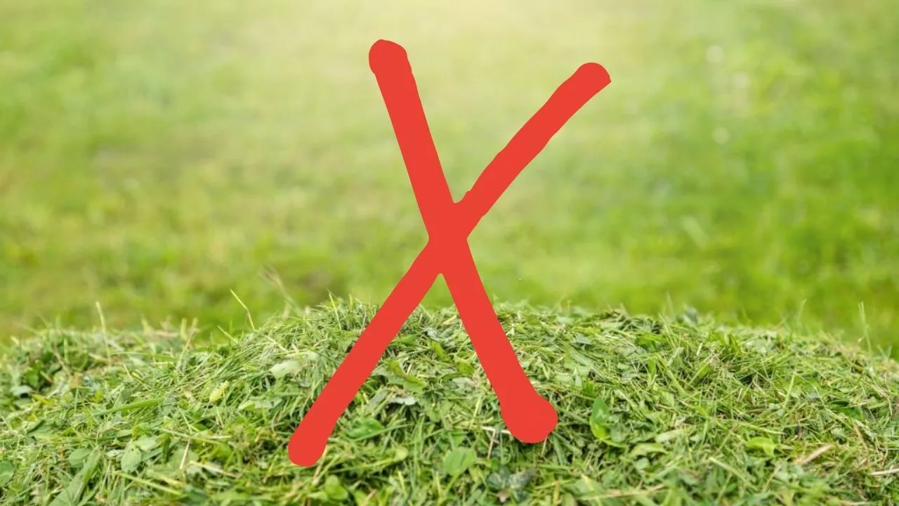 Disadvantages of Mulching Grass 1