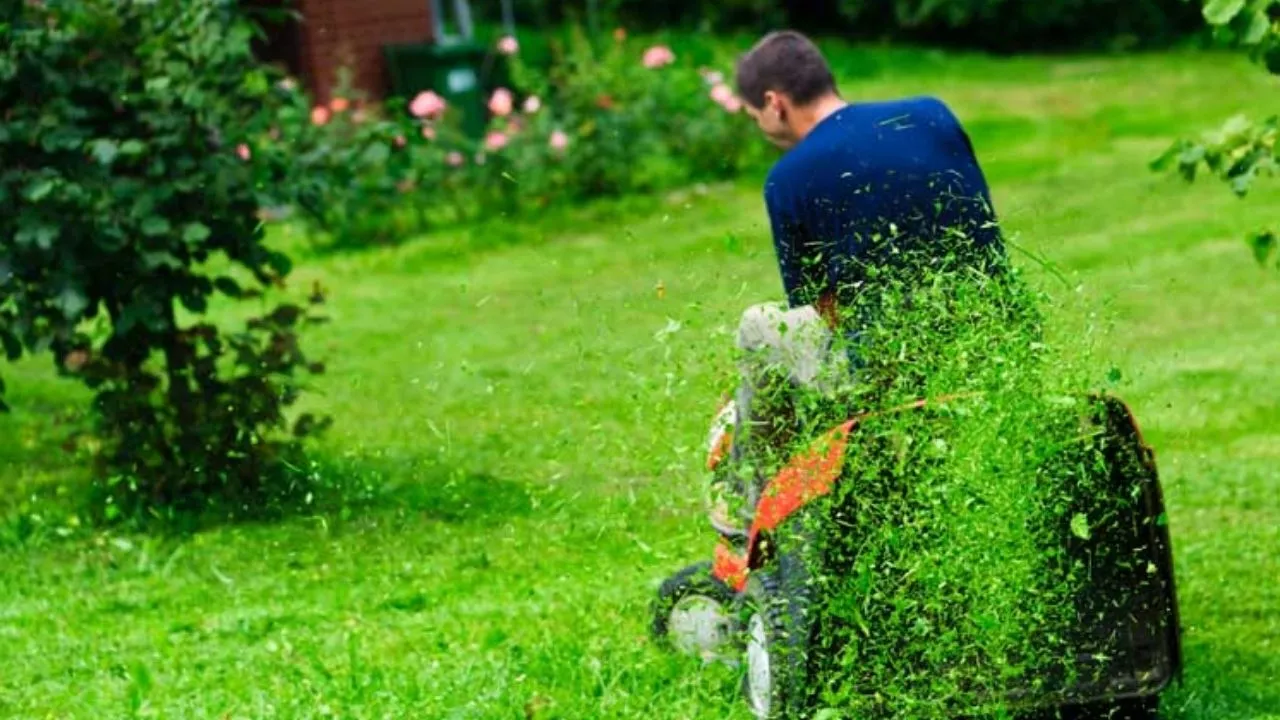 Mulching Vs Side Discharge - Which One Better for Lawn? 2