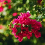flower that start b