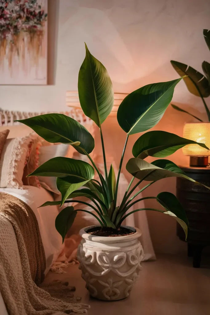 13 Gorgeous Plants to Transform Your Boho Bedroom Instantly 37
