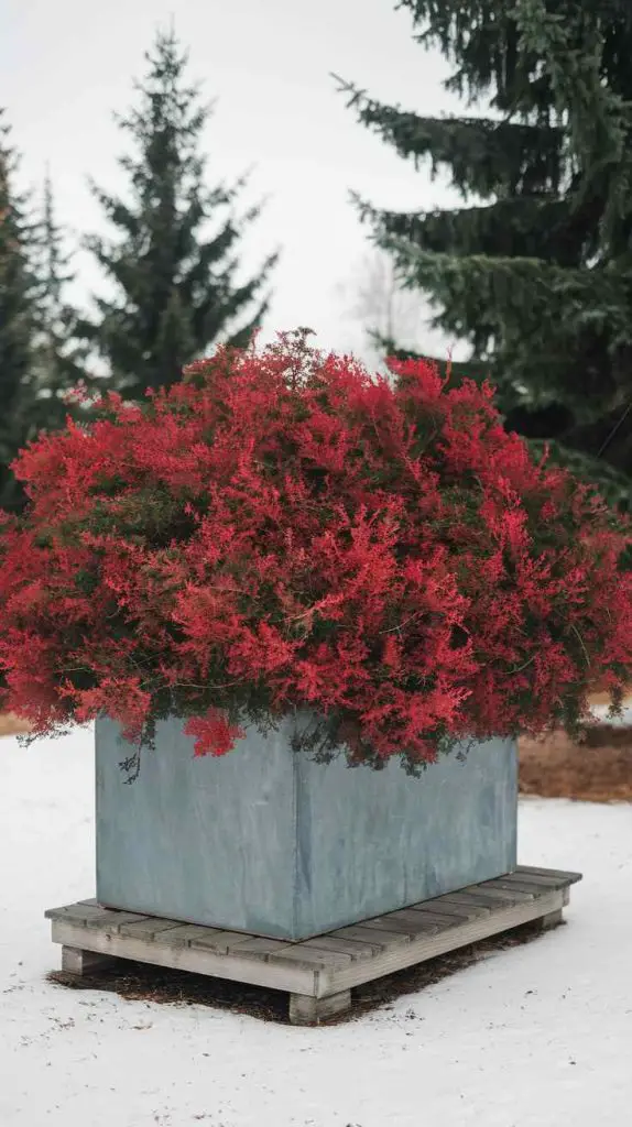 29 Winter Planter Ideas You’ll Want to Steal for a Gorgeous Garden Makeover! 10