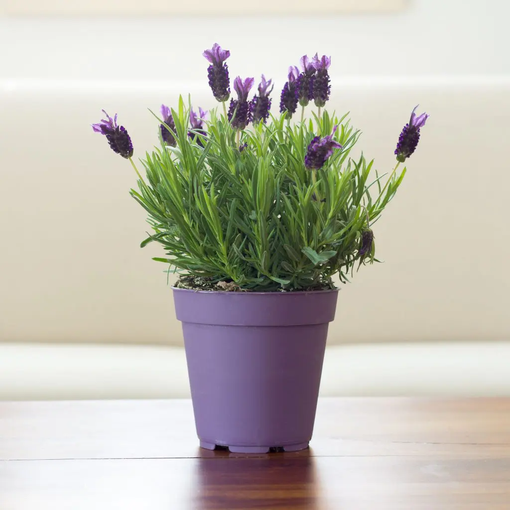 15 Best Indoor Plants for Health 16