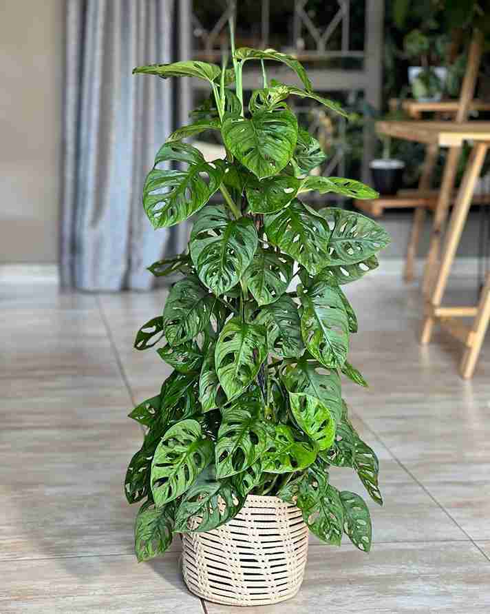 My 11 Favorite Tropical Plants to Create Your Dream Indoor Jungle Oasis 1