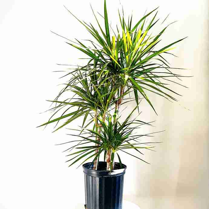 My 11 Favorite Tropical Plants to Create Your Dream Indoor Jungle Oasis 11