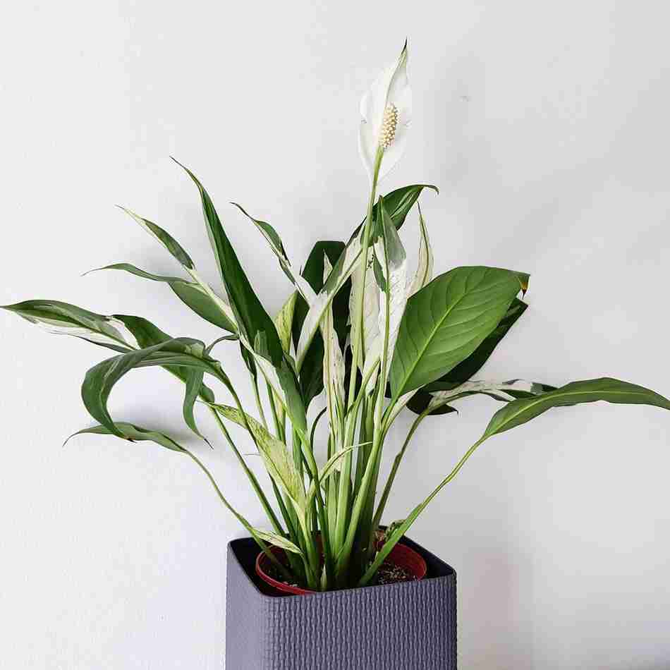 My 11 Favorite Tropical Plants to Create Your Dream Indoor Jungle Oasis 10