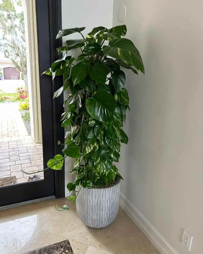 My 11 Favorite Tropical Plants to Create Your Dream Indoor Jungle Oasis 9