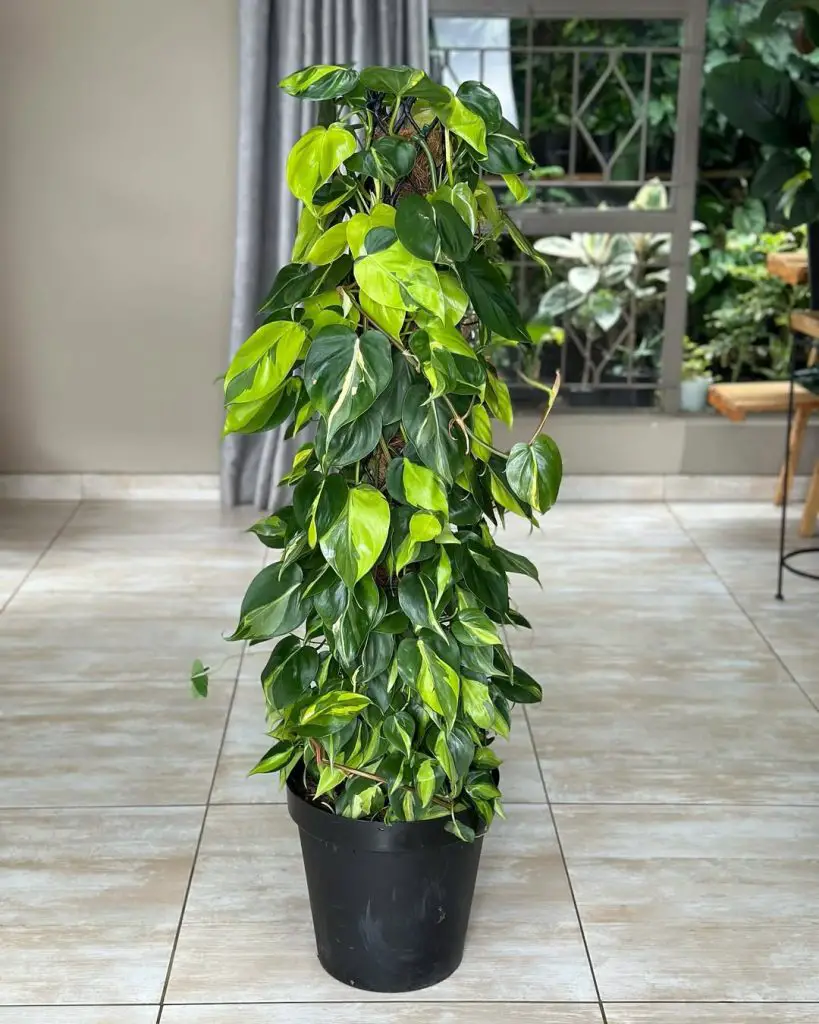 My 11 Favorite Tropical Plants to Create Your Dream Indoor Jungle Oasis 5