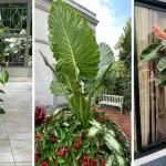 Tropical Plants to Create Your Dream Indoor Jungle Oasis