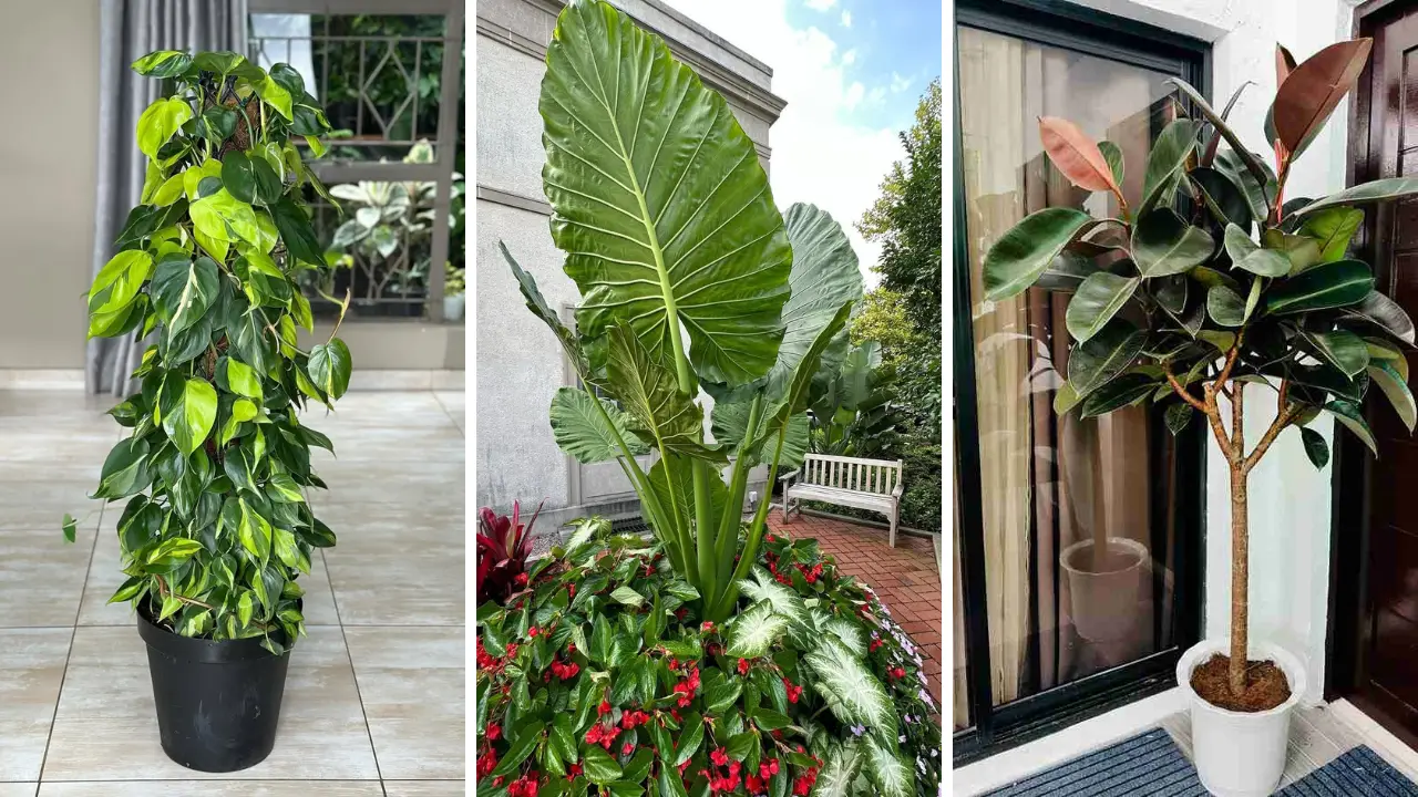 Tropical Plants to Create Your Dream Indoor Jungle Oasis