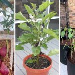 21 Best Vegetables for Bucket Gardening 9