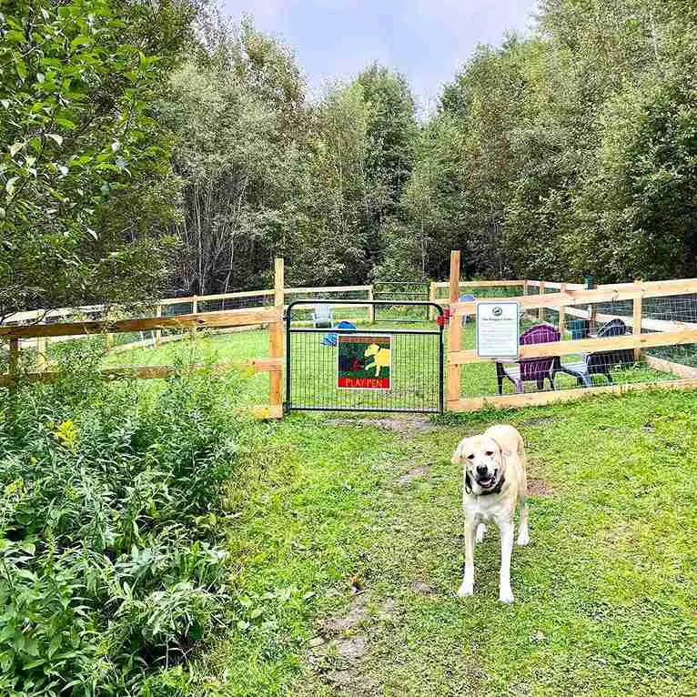 23 Dog Run Ideas for Backyard 2