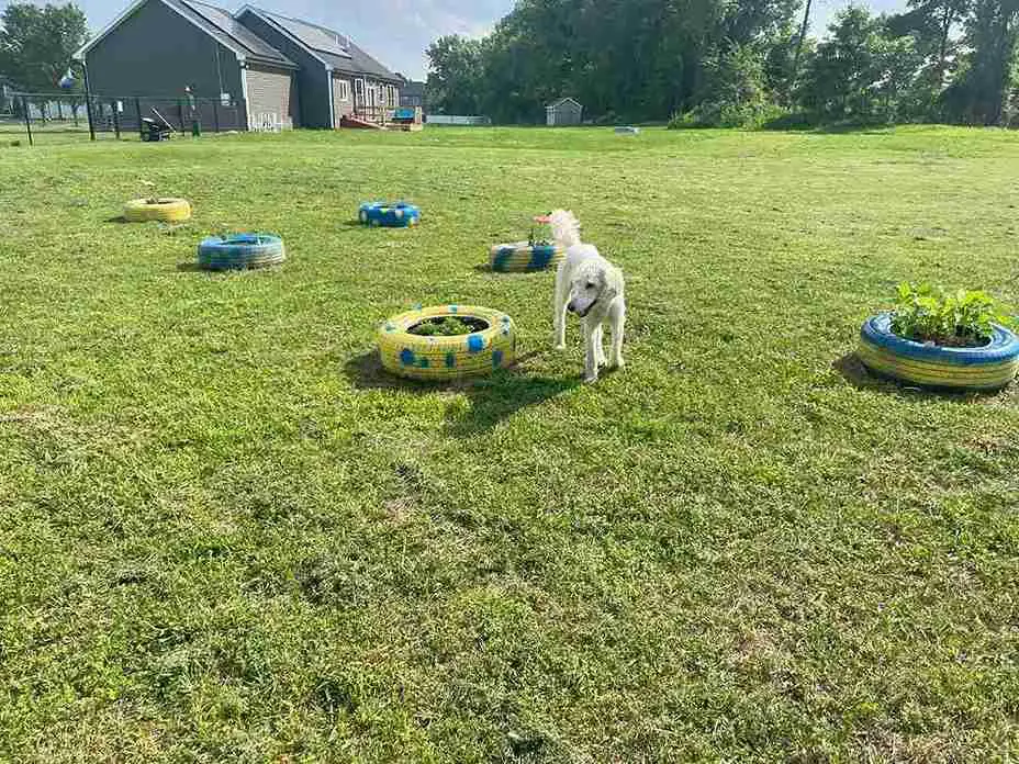 23 Dog Run Ideas for Backyard 16