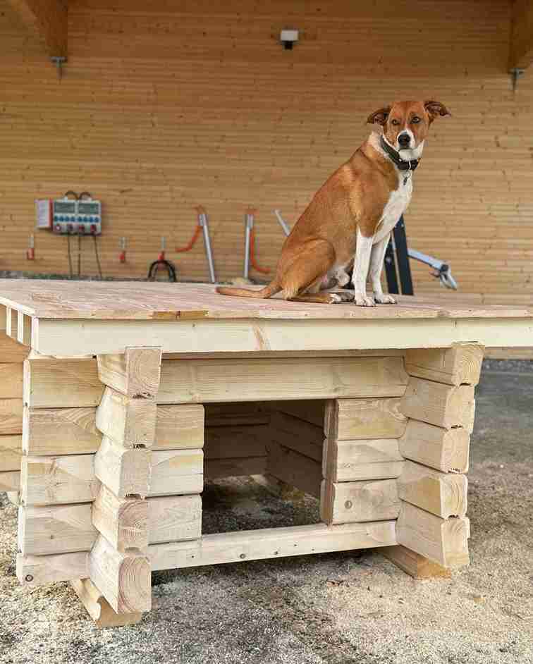 23 Dog Run Ideas for Backyard 8