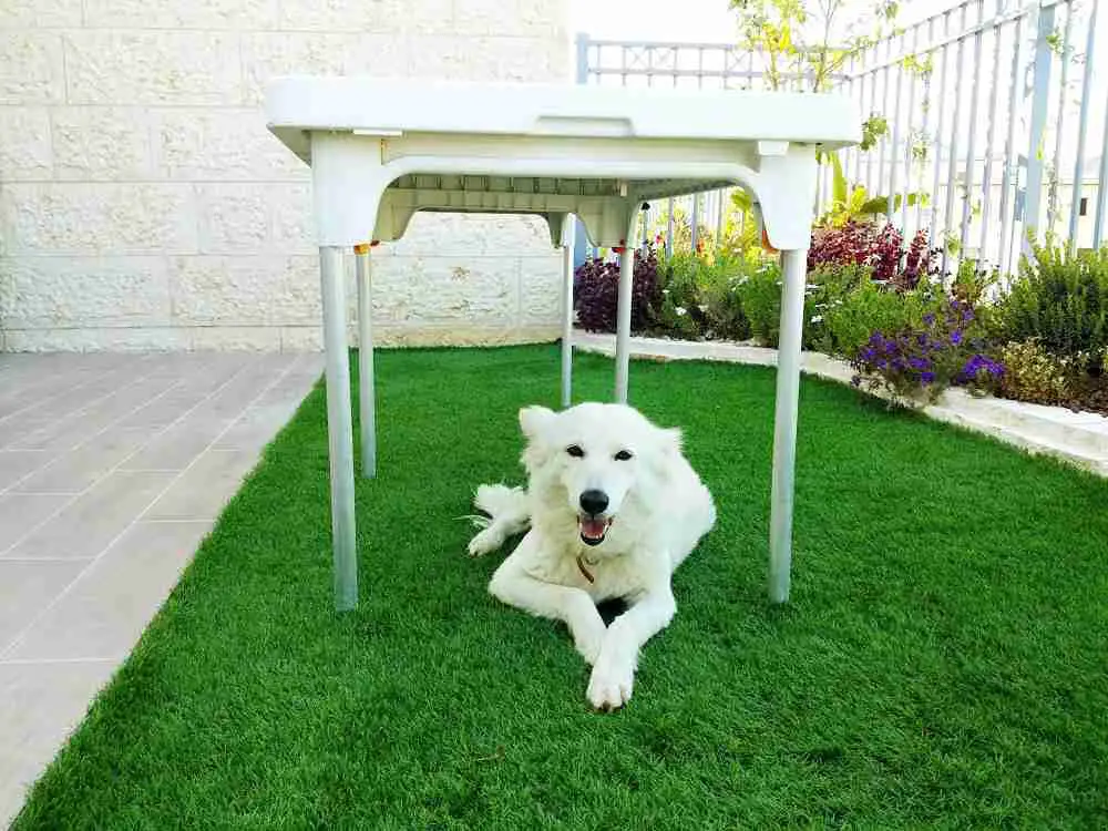 23 Dog Run Ideas for Backyard 5