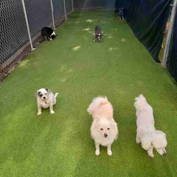 23 Dog Run Ideas for Backyard 9