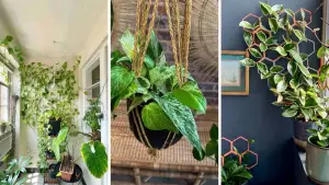 17 Pothos Climbing Ideas to Elevate Your Indoor Jungle