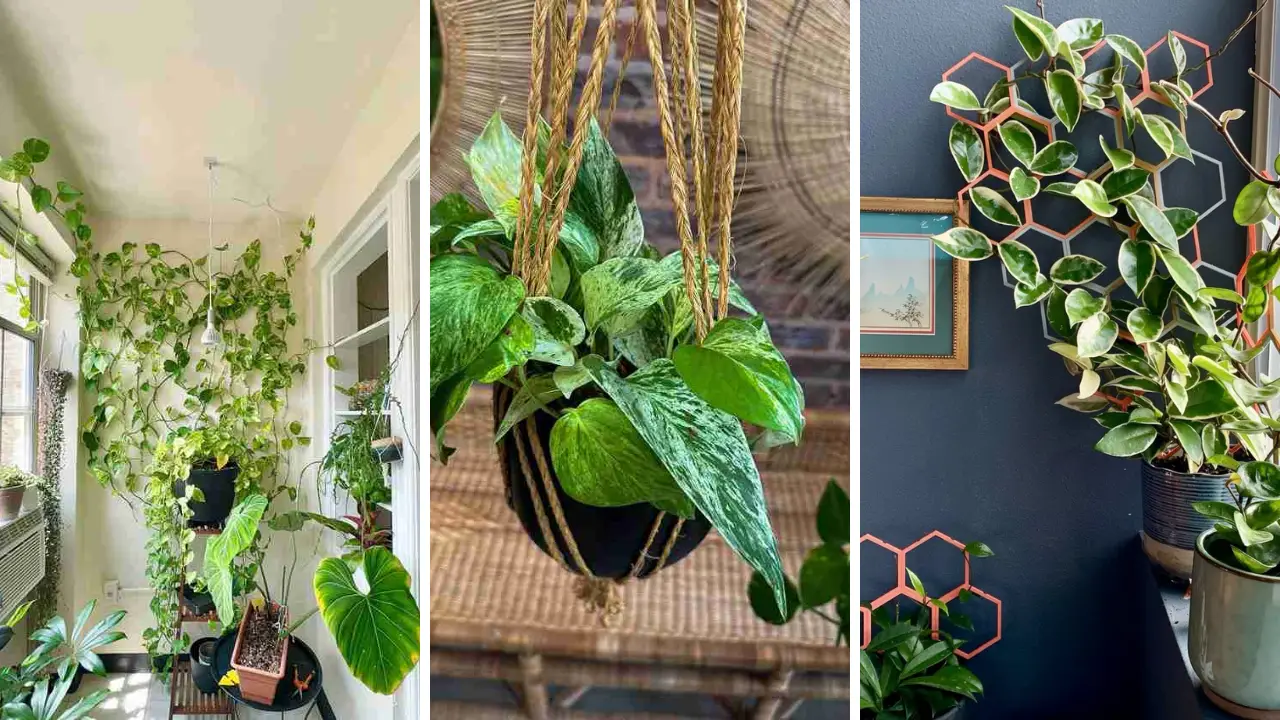 17 Pothos Climbing Ideas to Elevate Your Indoor Jungle 1