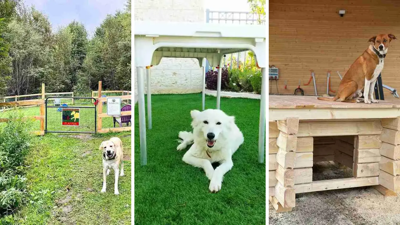 23 Dog Run Ideas for Backyard 1