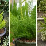 17 Foxtail Fern Ideas to Transform Your Home and Garden 7