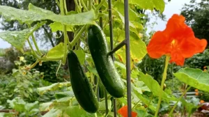 27 Creative DIY Cucumber Trellis Ideas for Your Garden