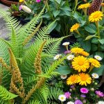 15 Creative Foxtail Fern Landscaping Ideas for Your Garden 6