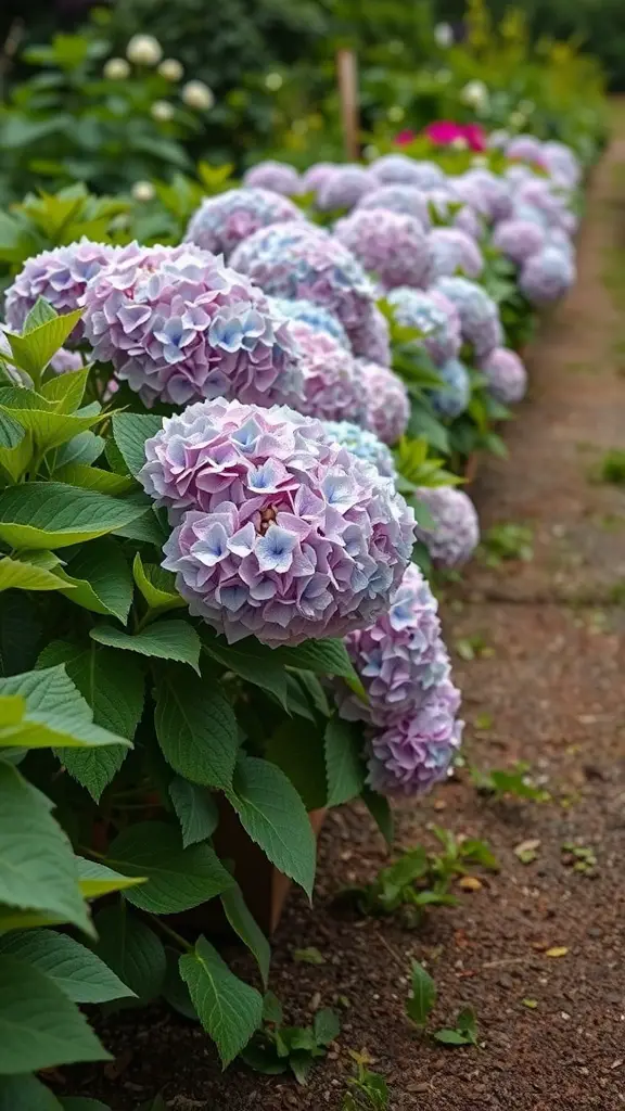 25 Beautiful Cut Flower Garden Ideas to Brighten Your Home 11 A row of classic hydrangeas with fluffy blooms in lavender and blue colors, creating a beautiful garden border.
