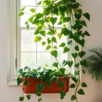 15 Stunning Hanging Plants to Beautify Your Living Room Windows 7