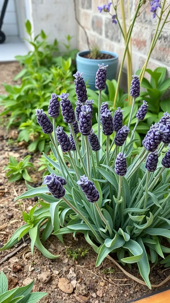 23 Stunning Perennial Garden Ideas to Transform Your Outdoor Space 5 Close-up of purple lavender flowers in a garden setting