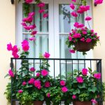 23 Stunning Balcony Flowers for a Colorful Outdoor Space 7