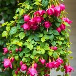 34 Gorgeous Shade Garden Plants for a Lush Landscape 43