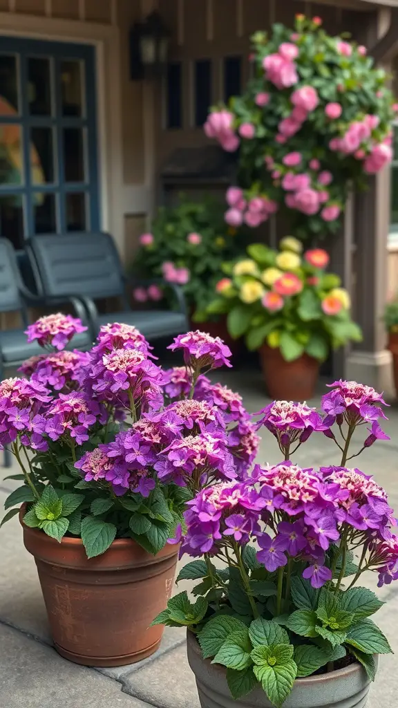 27 Stunning Potted Flowers Perfect for Your Patio 25 Two potted heliotrope flowers with vibrant purple blooms in a patio setting