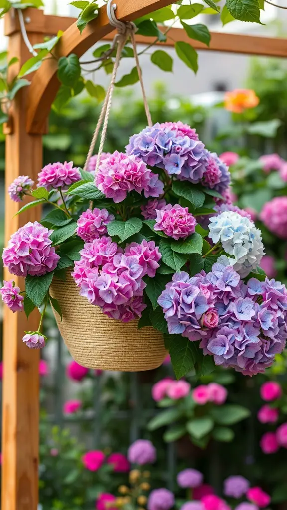 Hanging basket of vibrant pink and blue hydrangeas with lush green leaves.