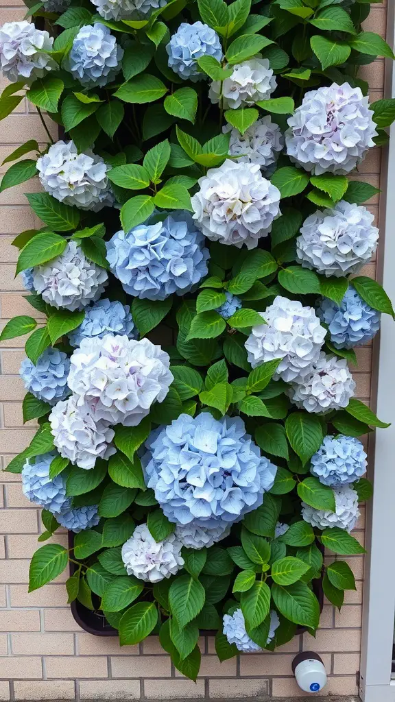 A vertical garden showcasing clusters of blue and white hydrangea flowers against a brick wall.