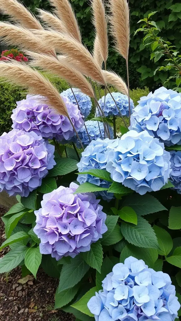 A vibrant garden featuring blue and purple hydrangeas alongside tall ornamental grasses.