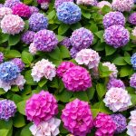 23 Stunning Hydrangea Garden Ideas to Transform Your Outdoor Space 8