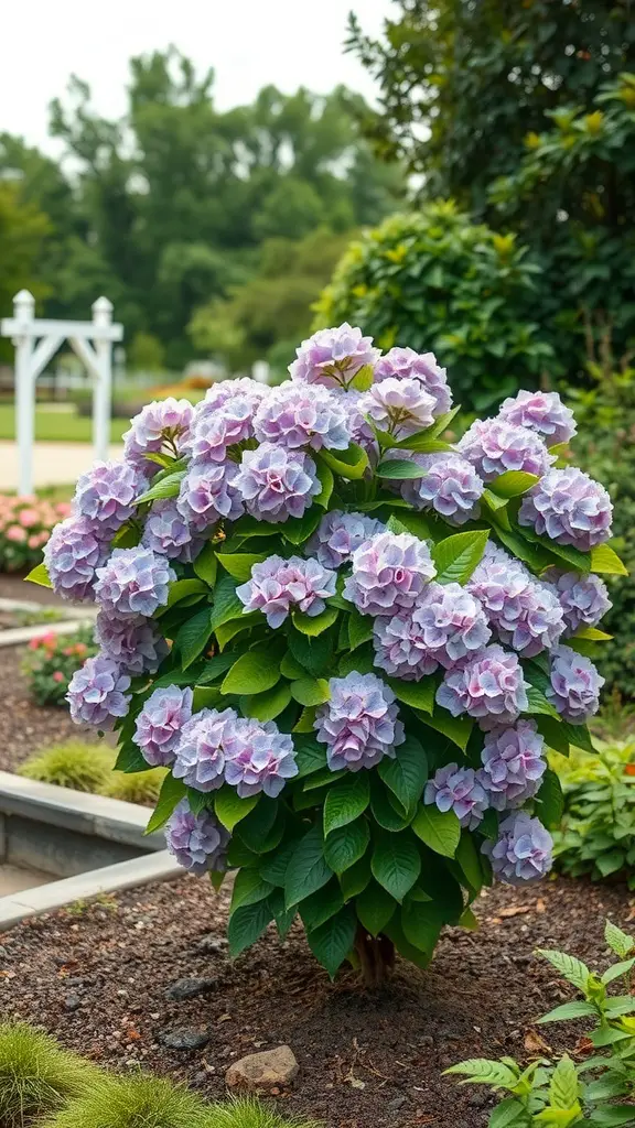 A vibrant hydrangea bush with purple and pink flowers in a garden setting.