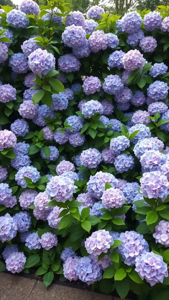 A dense arrangement of blooming hydrangeas in shades of lilac and blue, forming a natural privacy screen.