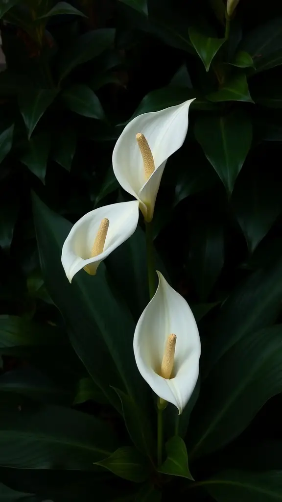 15 Indoor Corner Plants That Make Any Room Look Stylish! 4 Peace Lily with white blooms and green leaves
