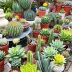 31 Stunning Ideas for Desert-Inspired Backyard Makeovers 6