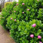 41 Fast Growing Privacy Shrubs for a Lush Backyard Retreat 8