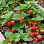 33 Creative Strawberry Planter Ideas to Elevate Your Garden 7