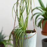 19 Creative Indoor Hanging Plant Ideas for a Lush Home Decor 6