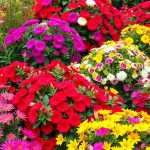 23 Stunning Shrubs for Beautiful Landscaping Ideas 7