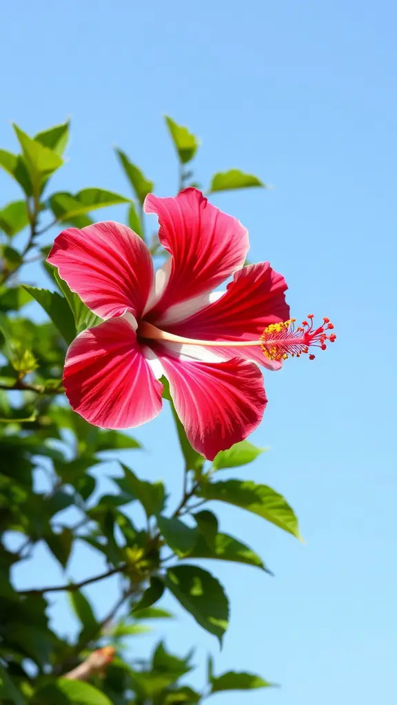 19 Stunning Container Plants for Full Sun Gardens 7 A vibrant pink and white tropical hibiscus flower against a blue sky