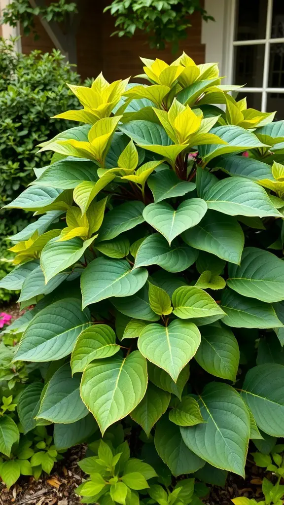 Green Fatsia shrub with large glossy leaves in a garden