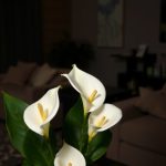 19 Beautiful Low Light Indoor Plants for Your Home 7