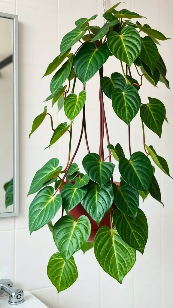 15 Stunning Bathroom Plants that Thrive in Low Light 15 Hanging Philodendron plant with lush green leaves in a bathroom setting