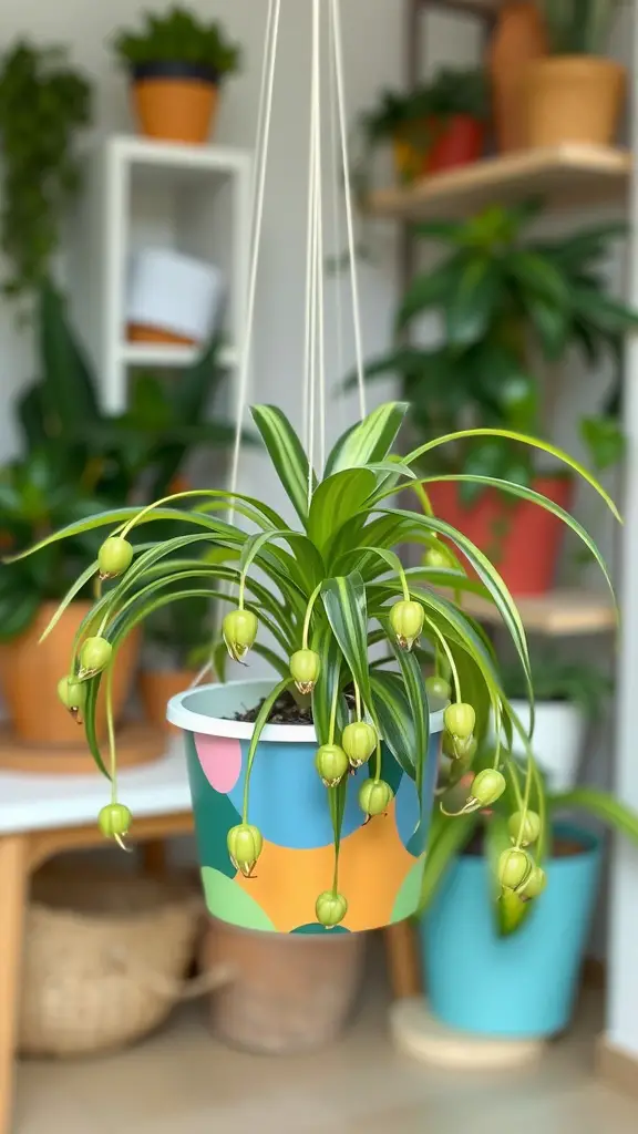 19 Creative Indoor Hanging Plant Ideas for a Lush Home Decor 8 A hanging Spider Plant with baby offsets in a colorful pot, showcasing its lush green leaves and playful design.