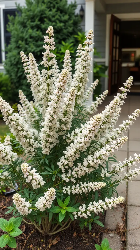 Spirea shrub with white flowers in a garden setting